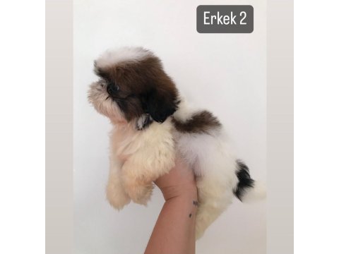 Mini boy shih tzu yavrular açık renk