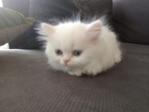 Dünya güzeli chinchilla bebeğim