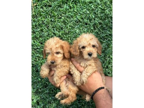 2 aylık erkek ırk garantili maltipoo