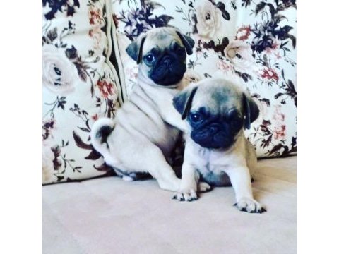 Pug yavruları geldi safkan orjinal