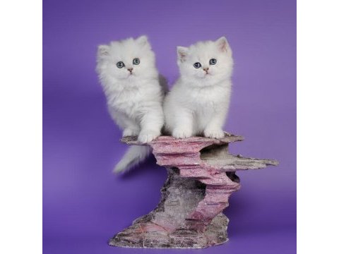 British longhair yavrular evinizin neşesi olacaktır