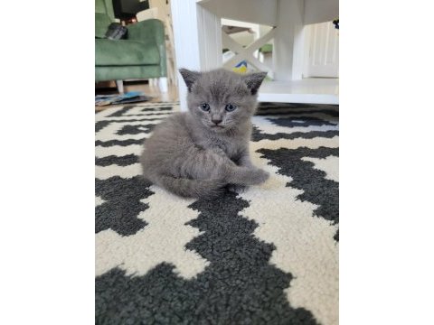 Yavru british shorthair