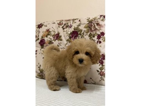 Biblo red maltipoo oğlumuz
