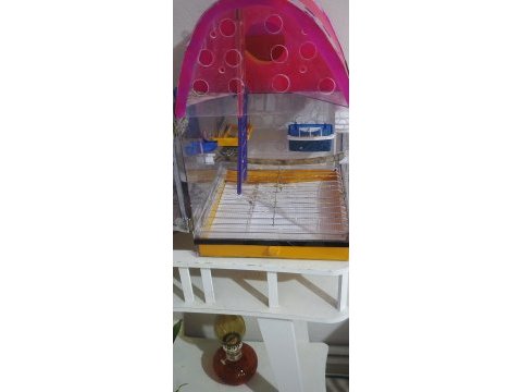 Çift cennet papağanı