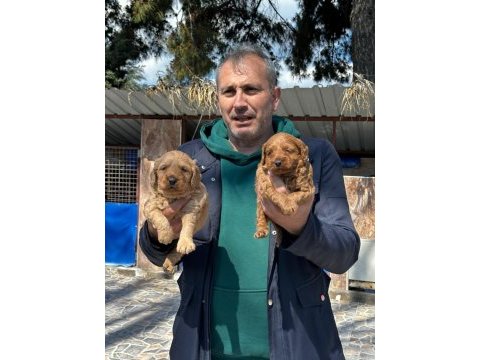 Maltipoo yavrularımız ırk garantilidir