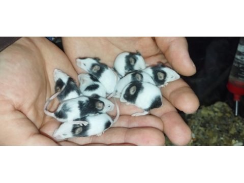 Panda mice yavrular