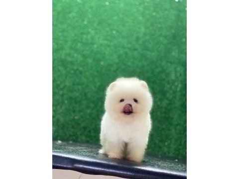 Erkek ve dişi pomeranian mevcuttur detay için mesaj