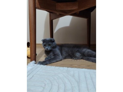 Scottish fold kedimizi sahiplendirme