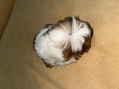 Guinea pig 3 aylık dişi