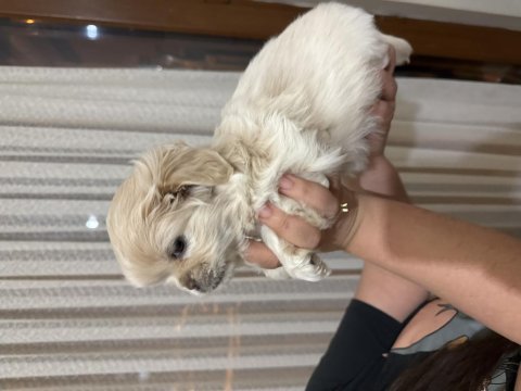 Minik beyaz pekinez köpeğim
