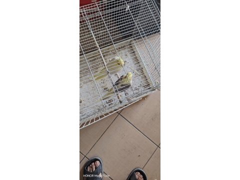 Dişi erkek mevcut sultan papağanı