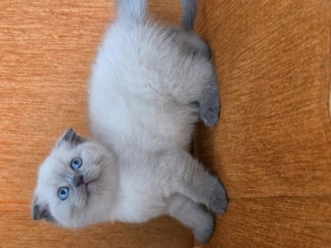 A kalite blue point maviş kediler