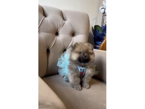 Pomeranian boo yavrularım
