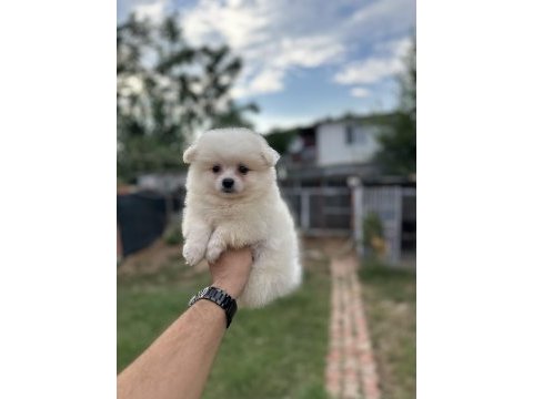 Pomeranian spitz yavrularımız 