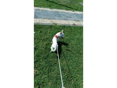 Beyaz 9 aylık dişi russell