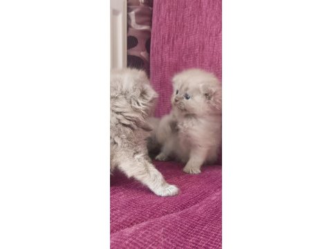 Lila krem rengi 30 günlük yavru kediler