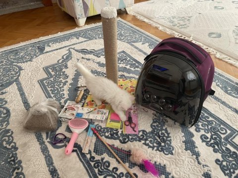 Minik british longhair kullanılmamış eşyaları ile
