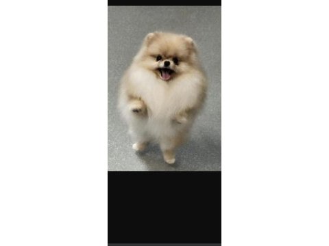 Pomeranian boo 1 yaşında