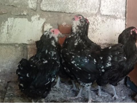 4#1 black modlet aracuanas mavici