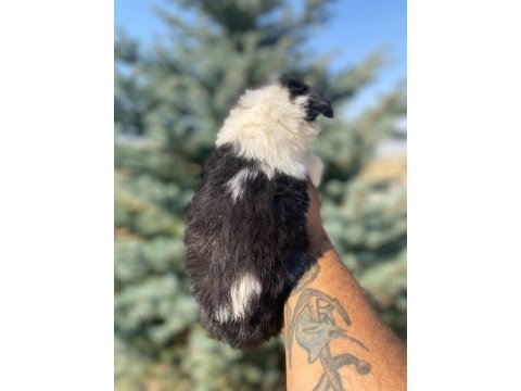 Petmode köpek çiftliğinden border collie yavrular