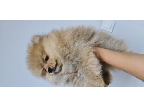 Pomeranian yetişkin ve bebekler sahiplendirilecektir