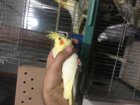 Yavru ve takım sultan papağanı bulunur