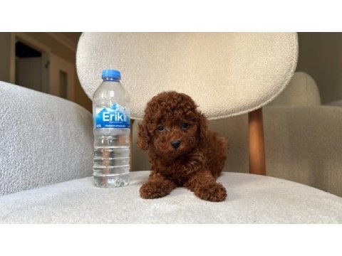 Orijinal tea cup teddy surat ev bakımlı poodle