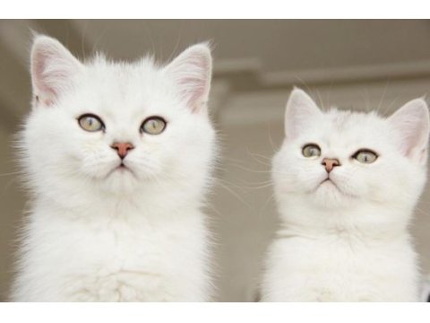 Show kalitede british shorthair bebekler