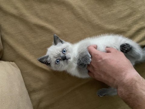 2 aylık dişi british shorthair