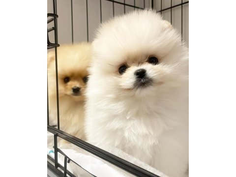 Üst düzey dişi pomeranian yavrular