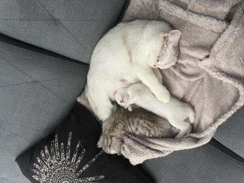 British shorthair erkek yavrumuz