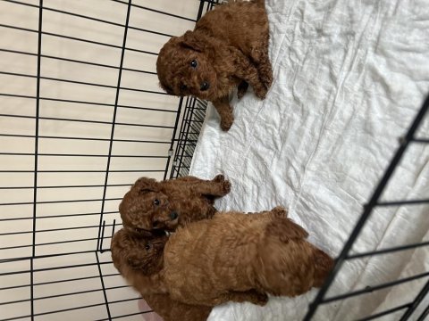 A plus toy poodle yavrular ilk aşısı ve iç parazit
