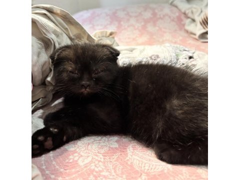 Scottish fold acı kahve