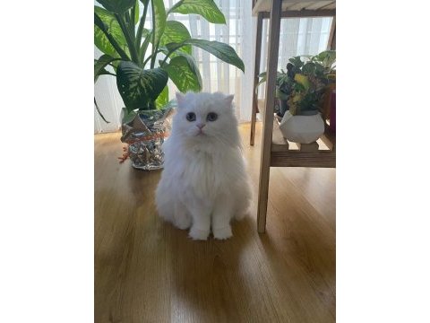 Pamuk gibi scottish fold