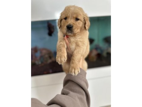 Baby face golden retriever bebekler