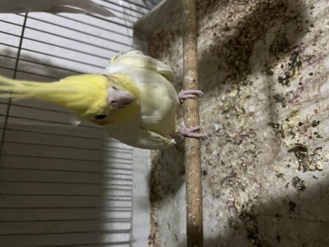 Damızlık sultan papağanı lutino