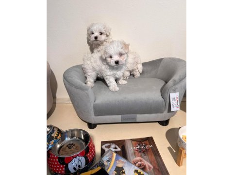 Morkie bebeklerim 2 kg