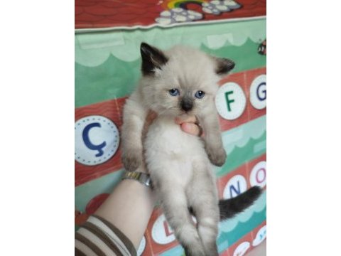 British blue point kızımın yavrularıdır