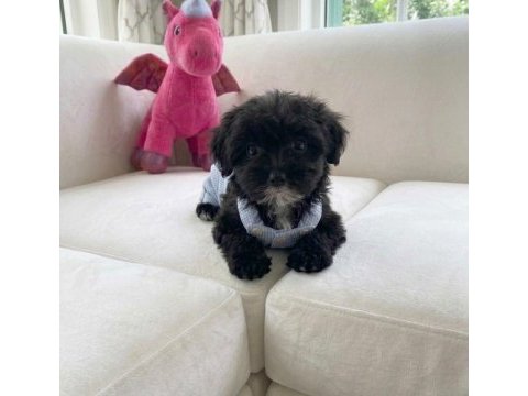 Hiç büyümeyen eğitimli minik köpeğimiz