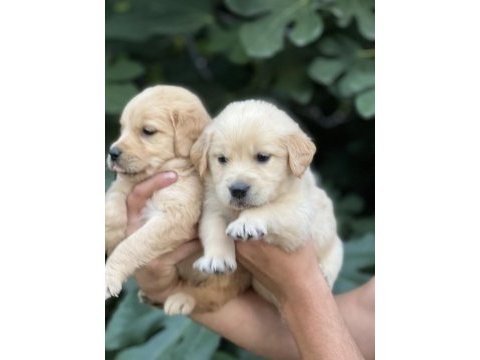 Golden retriever yavruları