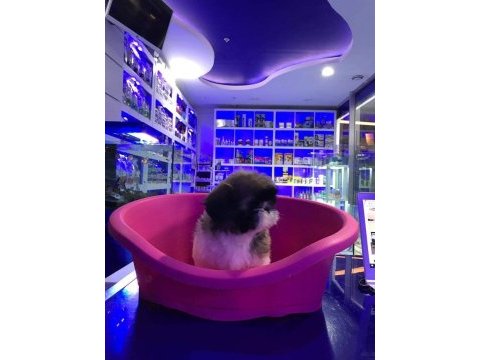 Sevimli shih-tzu yavrularımız