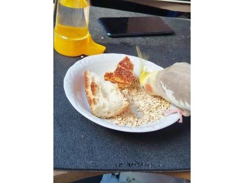 Sağlıklı ev beslemesi kuşlarım