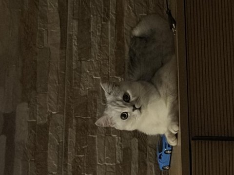 British shorthair kızımız