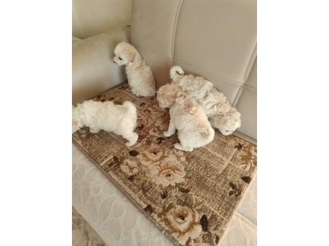 Golden retriever bebeklerimiz safkan kut burun