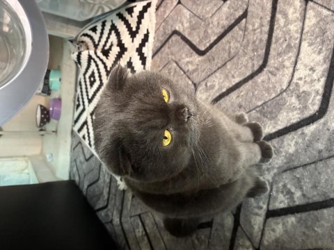 Sevimli scottish fold kedimiz yumak