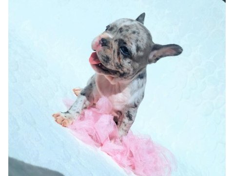 Blue merle ve silver blue fawn french bulldog bebekler