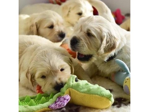 Golden retriever yavruları