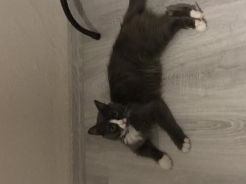Hareketli oyuncu kedimiz luna
