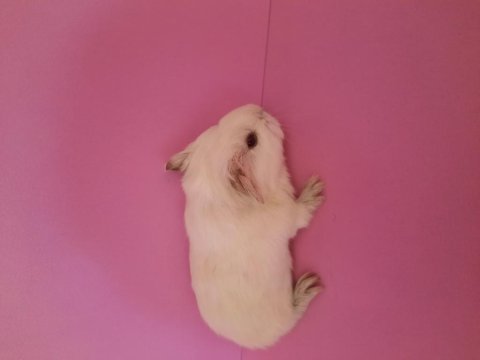 Sheltie ginepig yavru