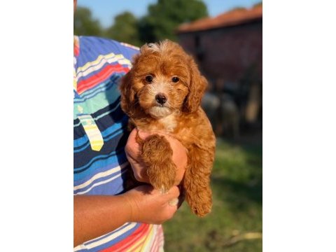 Maltipoo yavrular